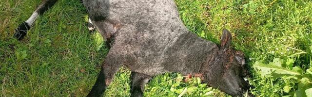 Pärnumaal ründasid hundid elumaja läheduses lambaid. Omanik: miks ei anta küttimiseks eriluba?