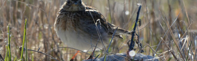 SUUR RÄNDELAINE | Esimesed kevadekuulutajad saabusid saartele