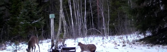 Reporter: Eesti looduskaamera püüdis pildile soku ja ilvese kakluse