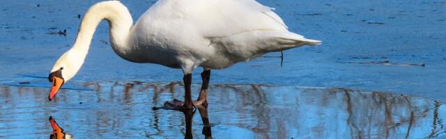 Päästjad kutsuti Haapsalus nelja korral jäässe külmunud luiki aitama, kuigi linnud abi ei vajanud