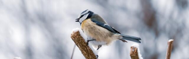 Jaanuari viimasel nädalavahetusel toimub viieteistkümnendat korda talvine aialinnuvaatlus