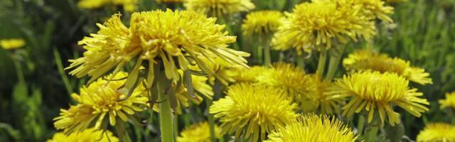 ILMATEADE | Kuumus ja kuivus jätkub, ilm on üle Eesti päikesepaisteline