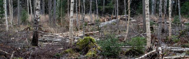 Metsameetme toetuste abil tehakse töid 3962 hektaril eramaal