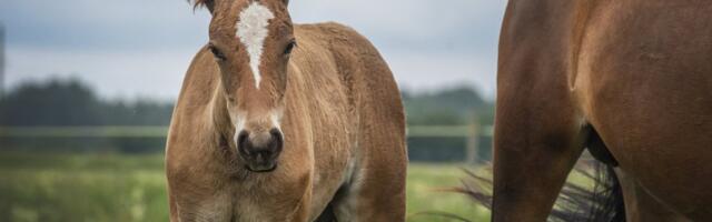 Ohtliku hobuste herpesviiruse levik Eestis jätkub