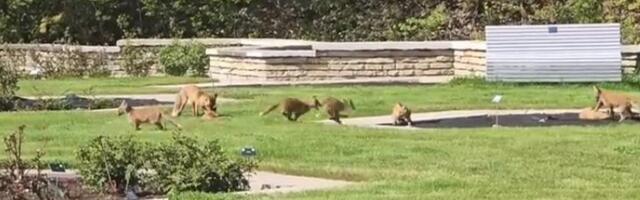 VIDEO | Haruldaselt suur rebasepere tegi botaanikaaias ulakusi