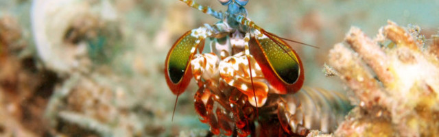 Ülivägev poksija merepõhjas ja teisi näiteid, kuis kasvult pisike on rammult ülivägev