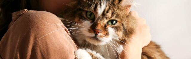 11. jaanuar: Veevalaja hoidugu impulsiivsetest otsustest, Skorpion ärritub üsna kergesti