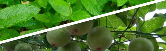 Miks looduslik Stevia ja Monk Fruit on keelatud aga Covid vaktsiin ja valge suhkur on lubatud