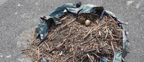 Linnu ja majaomaniku tüli tasub ennetada varakult