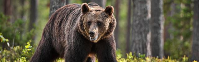 Peatati ka karude erilubadega küttimine. Kaebaja: on võimalik, et karud meelitati kahjustuspiirkonda kommidega