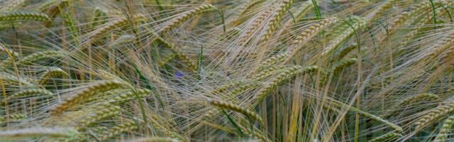 Valmis Põllumajandus- ja Toiduameti 2025. aasta kokkuvõte