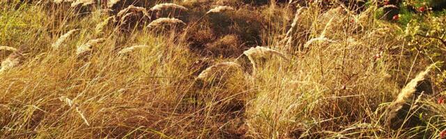 Päevahoroskoop : neljapäev, 21. august