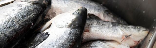 Suure maksuvõlaga kalatööstus läks pankrotti