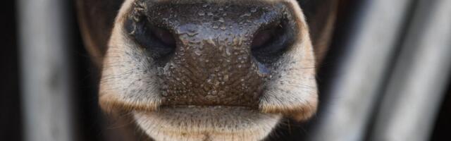 PTA alustab Viljandi valla veiste juhtumi osas asjaolude väljaselgitamist