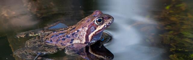 ILMATEADE | Koolivaheajal saab mõnusalt sooja kevadilma nautida