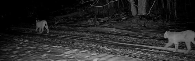 VIDEO | Metsakuningad rajakaameras: ehk võiks ka täna õhtul koju minnes liiklus olla sama rahulik?