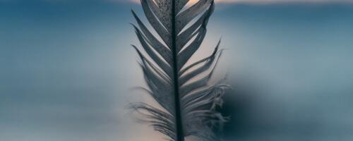 Leitud sulgede tähendused.