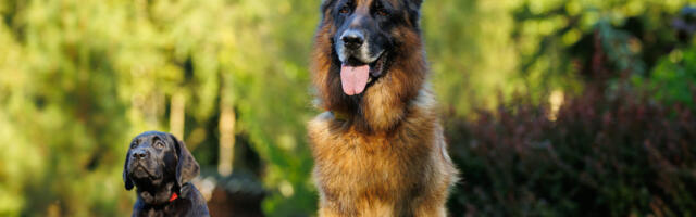 Kas pärakupaunade tühjaks pigistamine on ikka hea mõte?