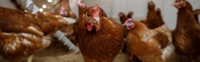 Rootsi kanakriis ähvardab poelette tühjusega