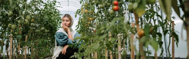 Põllumajandus- ja Toiduamet leidis seire käigus kahel korral ohtliku tomativiiruse