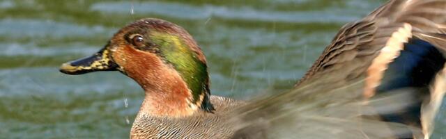 Uuring: piilpart naaseb pärast kuivendatud turbaalade veerežiimi taastamist