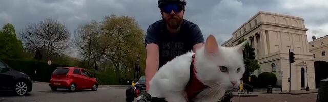 Reporter: Hiirekütt Sigridist sai tänu rattasõidule suunamudija