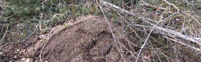 Rail Baltica trassi raadamine põhjustas jälle olulist kahju loodusele