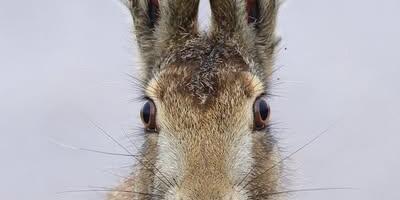 Kilvar Kessler NÄDALA FOTO