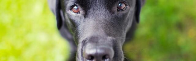 KOHUTAV JALUTUSKÄIK ⟩ Krokodill tappis labradori otse pereliikme silme all