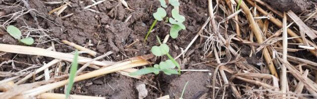 Talirapsi-ja rüpsi umbrohutõrje tee kindlasti sügisel