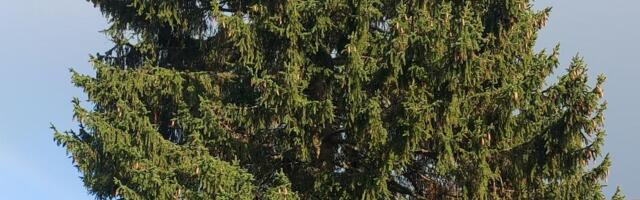 Tartu jõulukuusk tuleb Alutaguse vallast