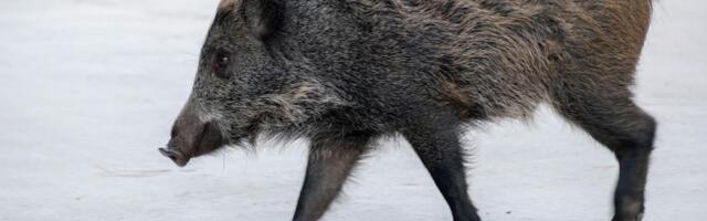 Möödunud nädalal tuvastati taas Lõuna-Eestist sigade Aafrika katku