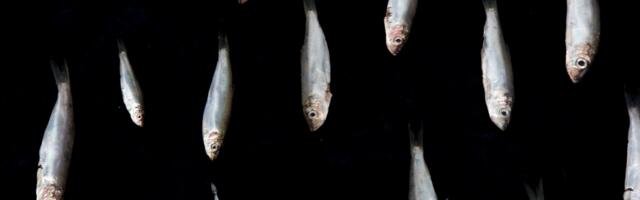 Levinud toidukalade olukord teeb murelikuks