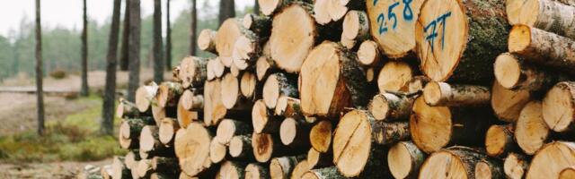 PUIDUTURG | Küttepuidu hind detsembris langes