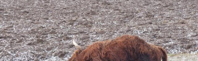 Veiste omanik PTA käitumisest: pidin oma looma hukkamise eest 300 eurot maksma