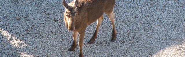 Lääne-Nigula vallas sõitis sõiduauto põdrale otsa, juht viidi haiglasse