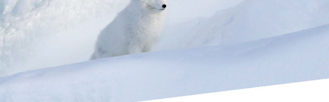 Eesti huvid ja võimalused Arktikas järgmisel kümnendil