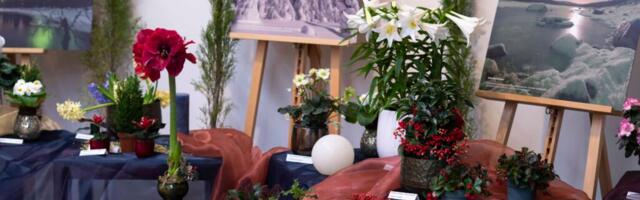 Tallinna Botaanikaaias avatakse jõulutaimede näitus