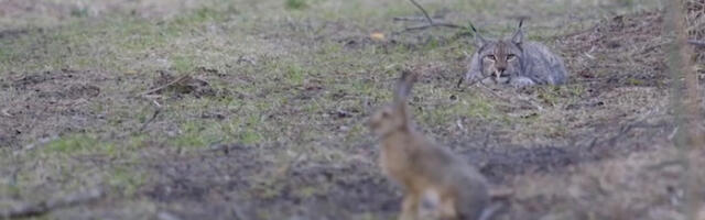 VIDEO: magavale ilvesele jänes suhu ei jookse. Või jookseb?