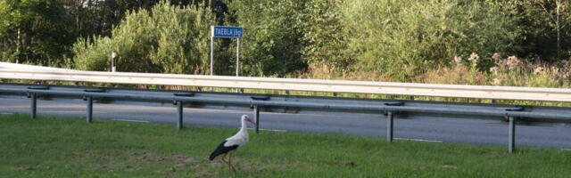 Nigulas mõlgib toonekurg teist suve autosid