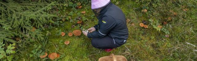 LUGEJA KÜSIB | Võõras inimene käis minu maal seeni korjamas. Kas võin tema korvi sisu endale nõuda?