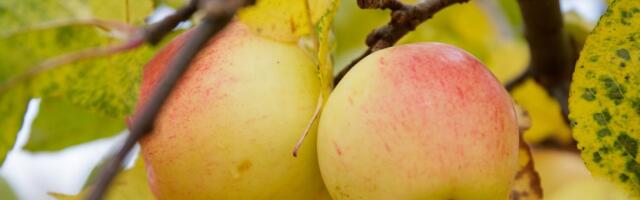 ÜLEVAADE | Vaata üle, kui palju on aastaga muutunud erinevate toiduainete hinnad