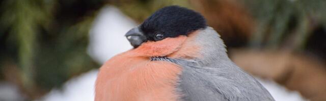 Selgusid talvise linnuvaatluse tulemused: kes on meie aia kõige sagedasem külaline?