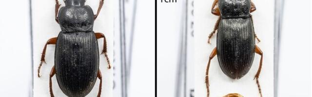 Eesti putukate nimekiri täienes seni nägemata jooksiklase võrra