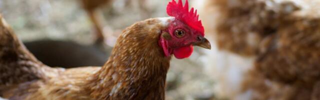 EPKK kutsub üles järgima õigusriigi põhimõtteid ja pidama kanakasvatuse üle faktipõhist arutelu