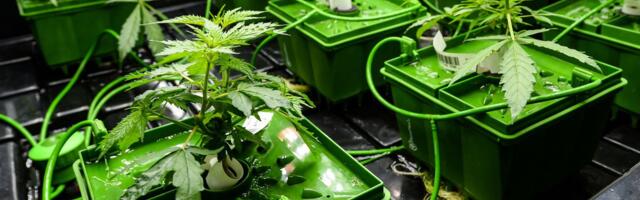 Covid-19 ennetajaks ja võluravimiks võib saada see ootamatu taim