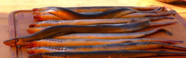 Reporter: Silmusõbrad ummistasid Narva-Jõesuu sadama