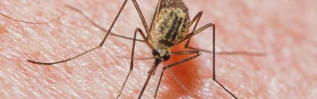 Sääsed ajavad hulluks? Putukateadlane selgitab, millal on oodata sääsenuhtluse lõppu