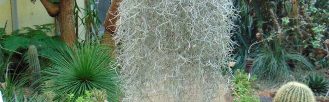 Habetillandsiast saab uhkeid „parukaid“