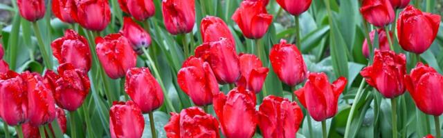 VIDEO ja FOTOD | Kirna mõisa lillepidu tuleb, aga oodatust nädal hiljem